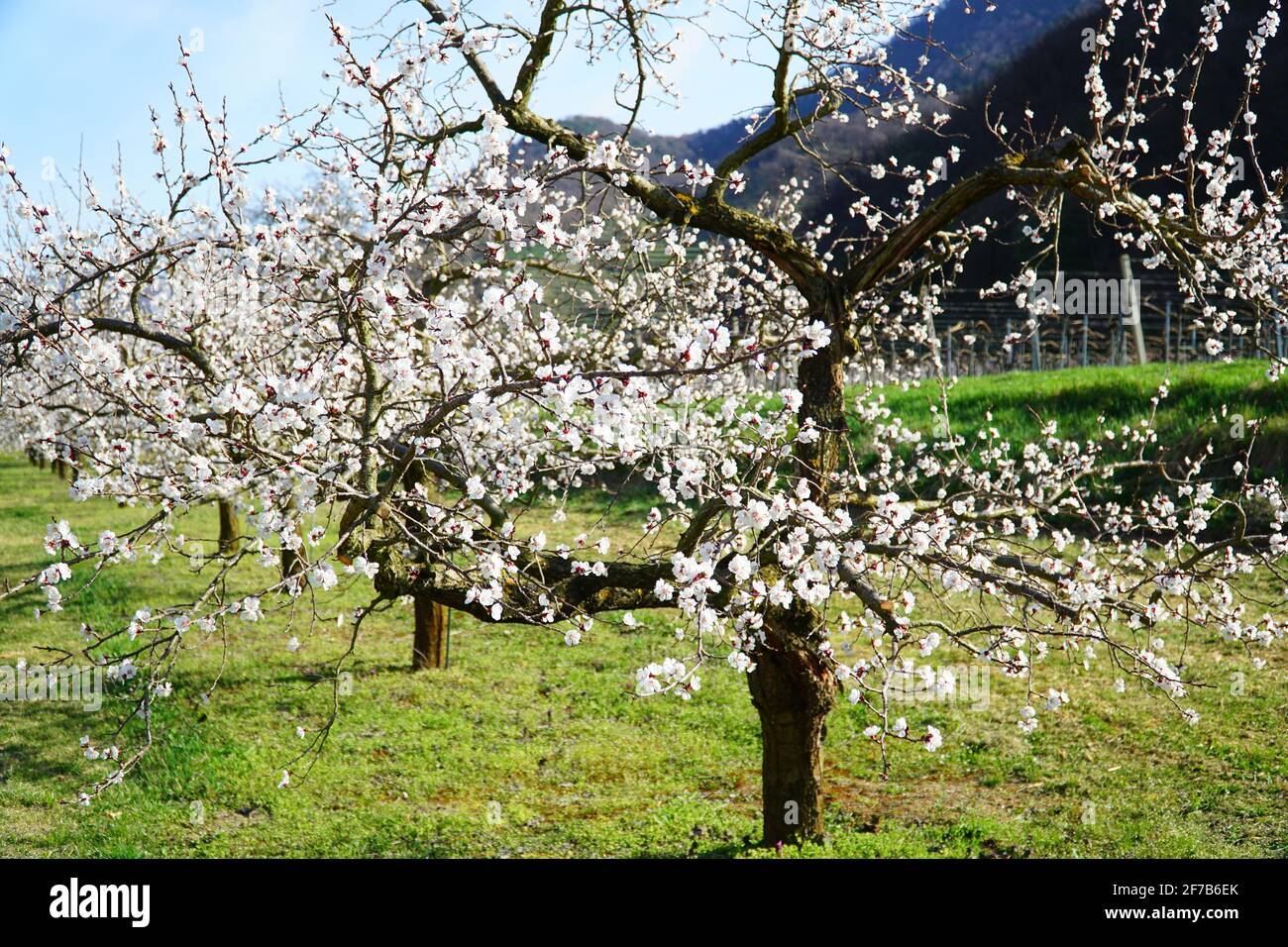 Printemps : fleurs d'abricot (patrimoine culturel mondial) à Wachau (Autriche) Banque D'Images