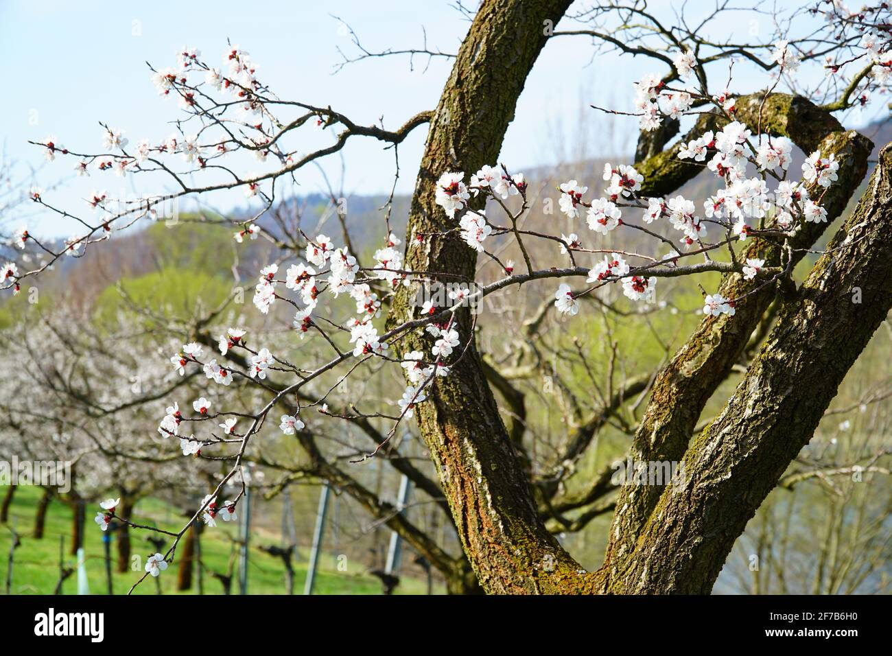 Printemps : fleurs d'abricot (patrimoine culturel mondial) à Wachau (Autriche) Banque D'Images
