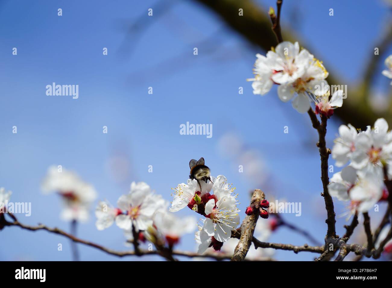 Bourdon sur fleur d'abricot blanc au printemps (Wachau, Autriche) Banque D'Images