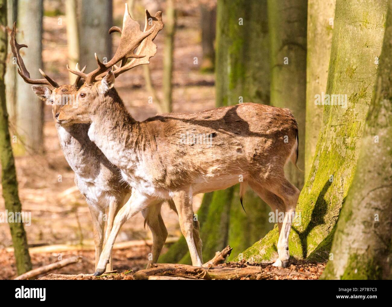 Buck (mâle) de cerf de Virginie (dama dama) dans la forêt, Allemagne Banque D'Images
