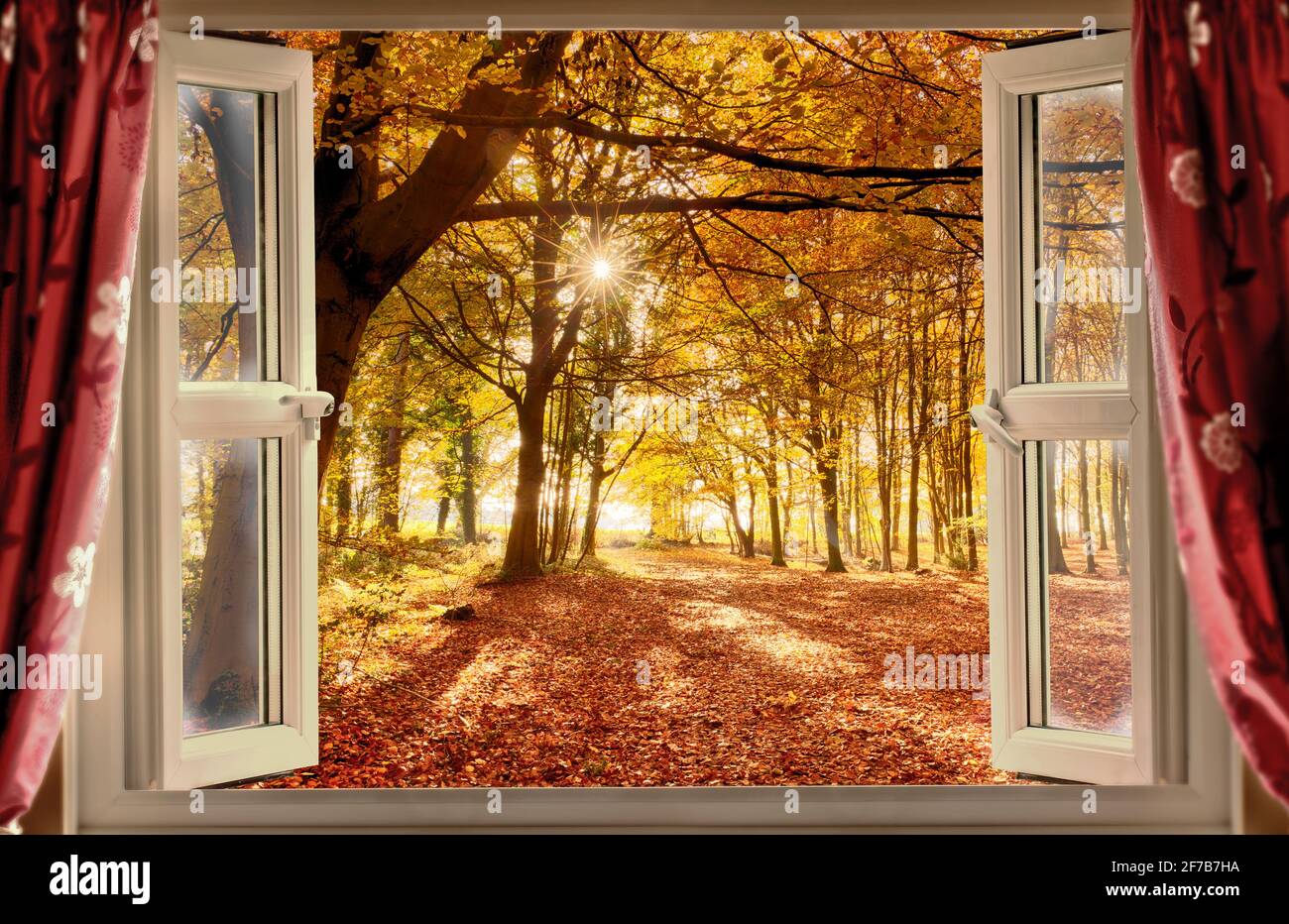 Vue sur l'automne depuis une fenêtre ouverte avec rideaux dans la forêt. Lever du soleil à l'aube, vue sur un paysage boisé Banque D'Images