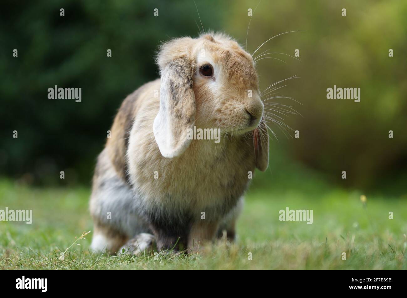 lapin nain nain nain à l'éperon, assis sur la prairie Banque D'Images