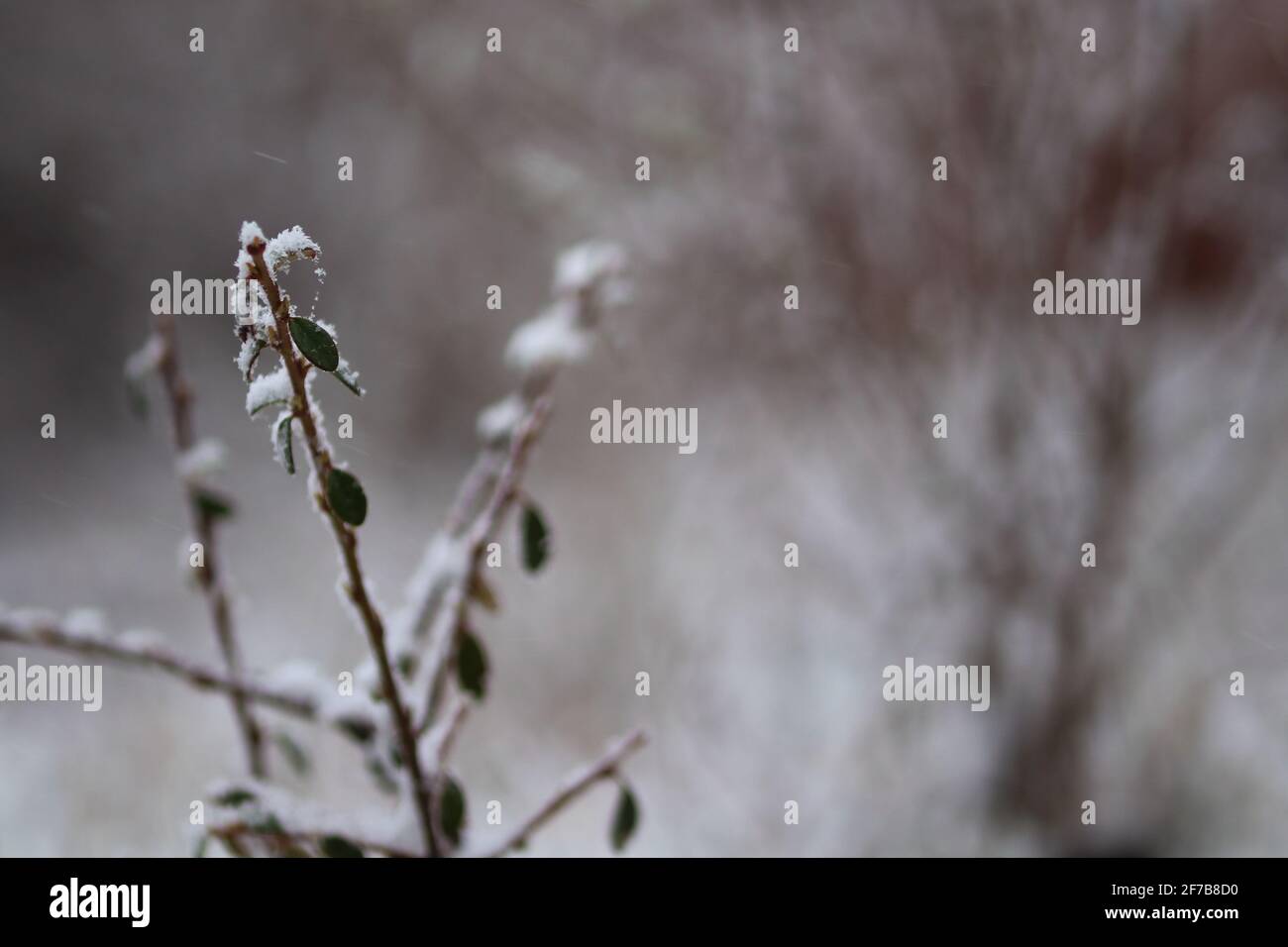 neige sur les brindilles en avril Banque D'Images