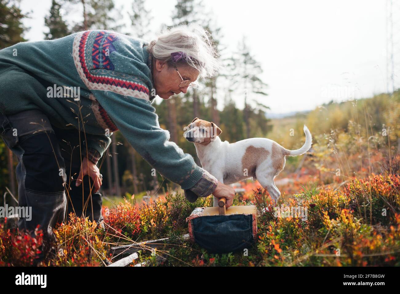 Femme âgée cueillant des baies Banque D'Images