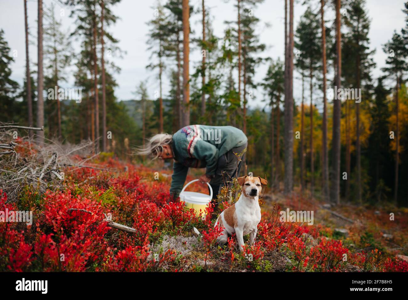 Femme âgée en cueillant des baies Banque D'Images