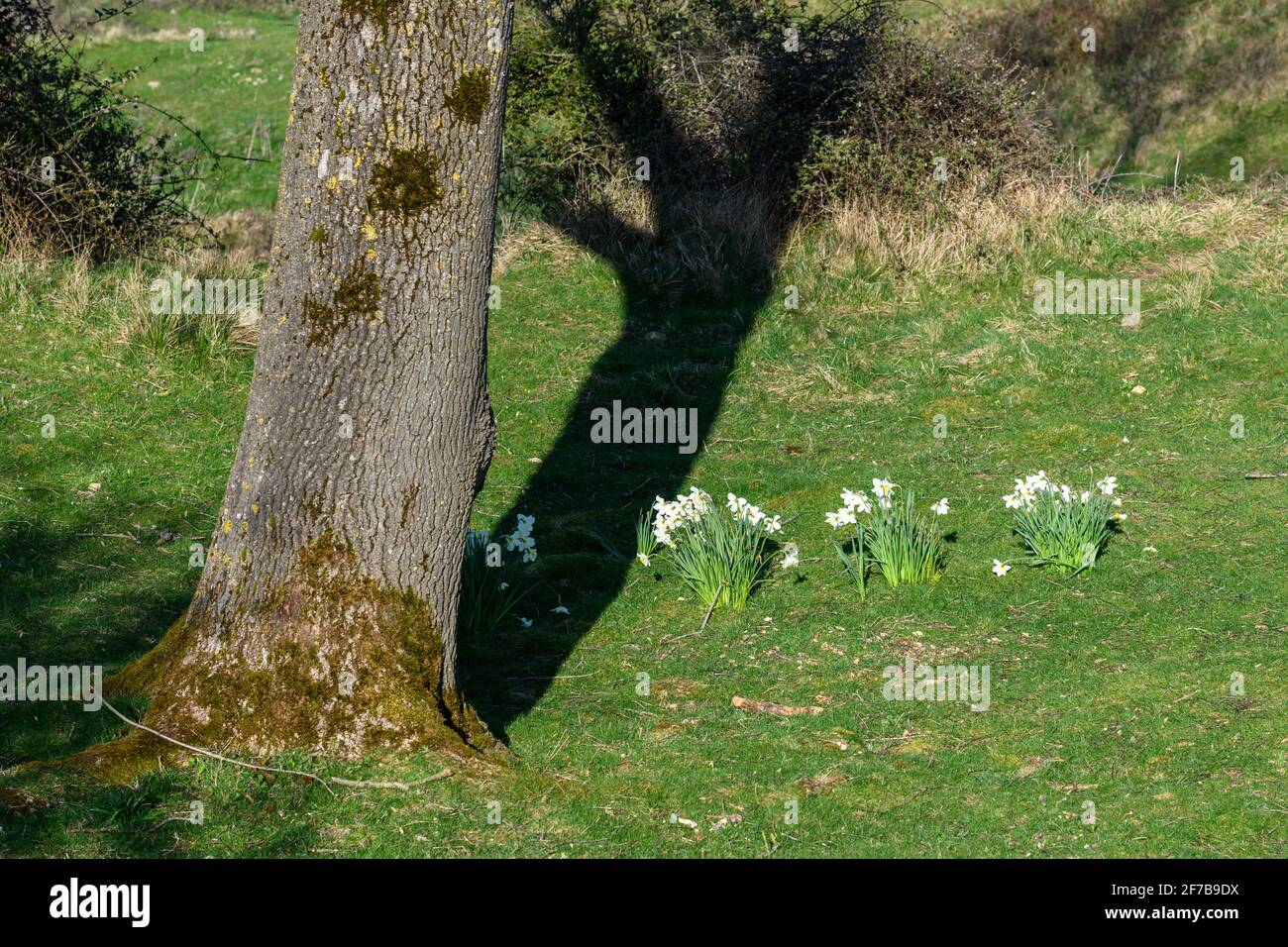 Arbre avec jonquilles au printemps Banque D'Images