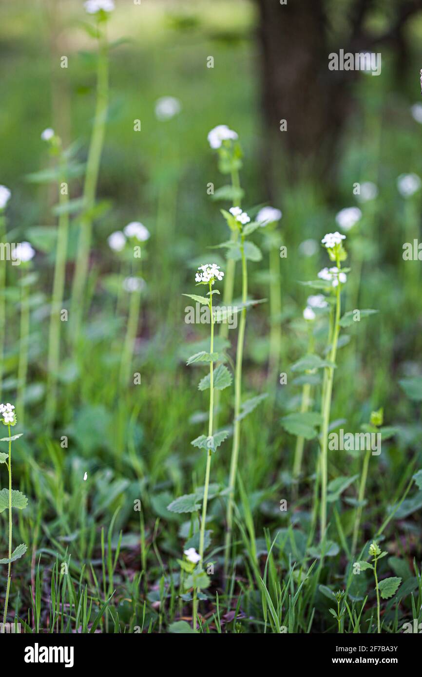 Alliaria, ail moutarde herbe Banque D'Images