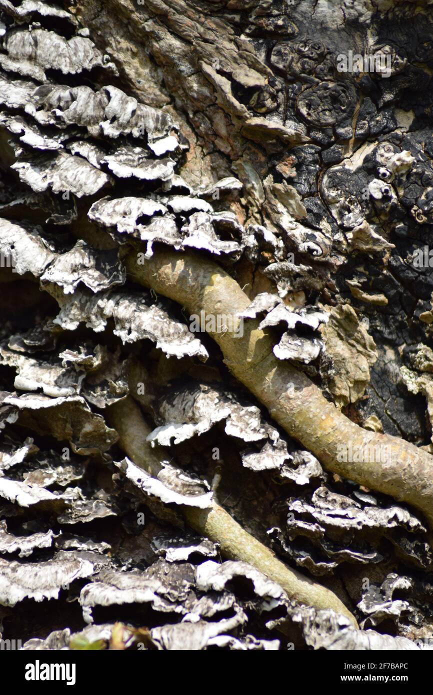 Champignons sur Bark Banque D'Images