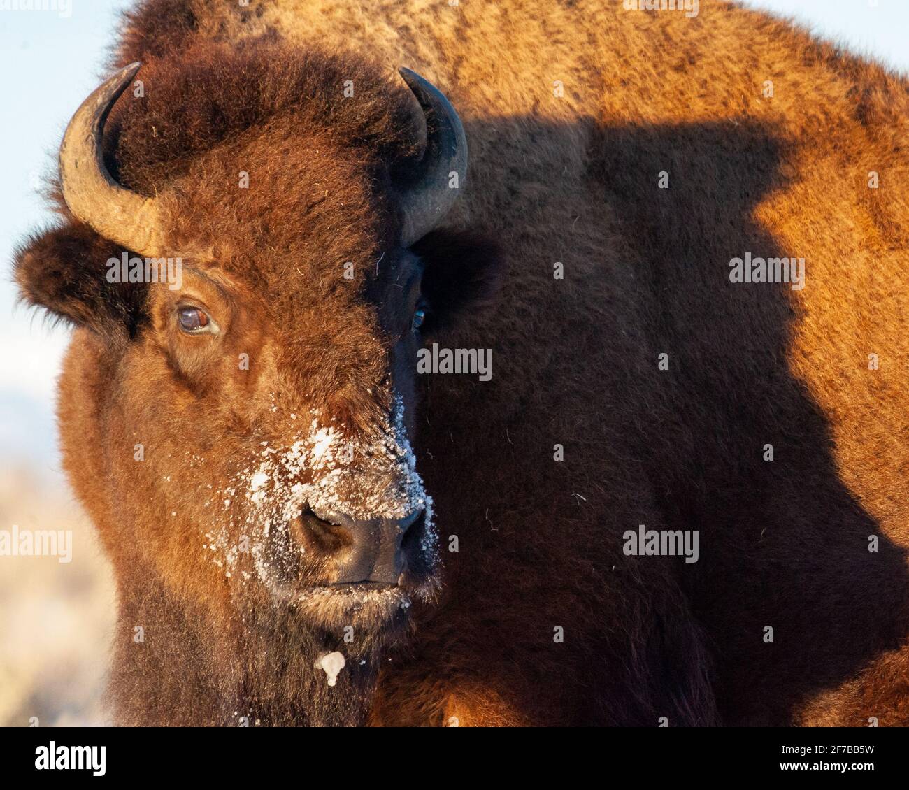 A Bison comme vu le 20 décembre 2012 , Jackson Hole,WY. Banque D'Images