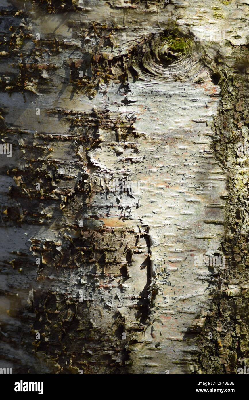 Face à Birch Bark Banque D'Images