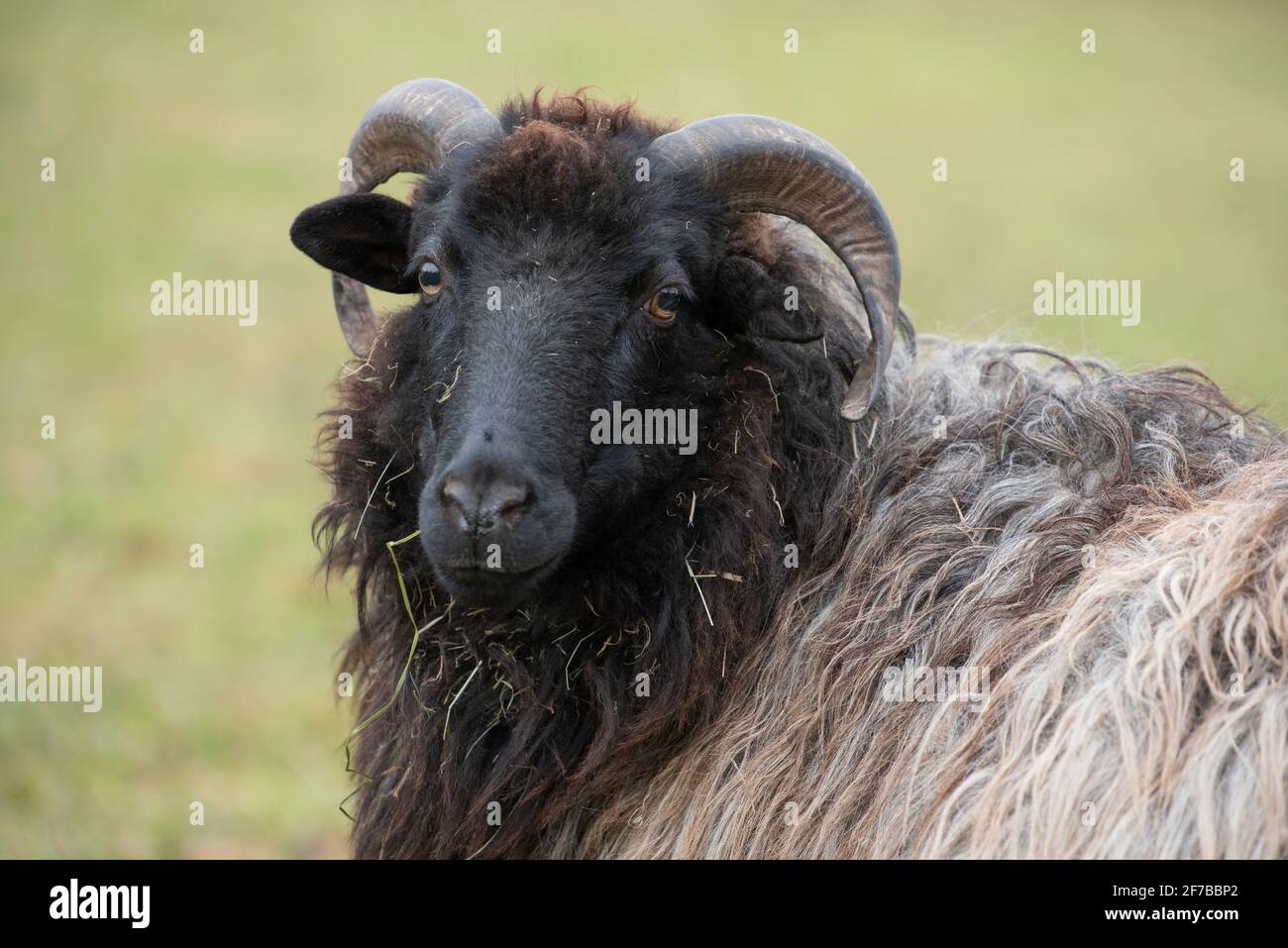 Portrait d'un Heidschnucke, un mouton allemand avec des cornes rondes et une longue fourrure, devant un fond vert Banque D'Images