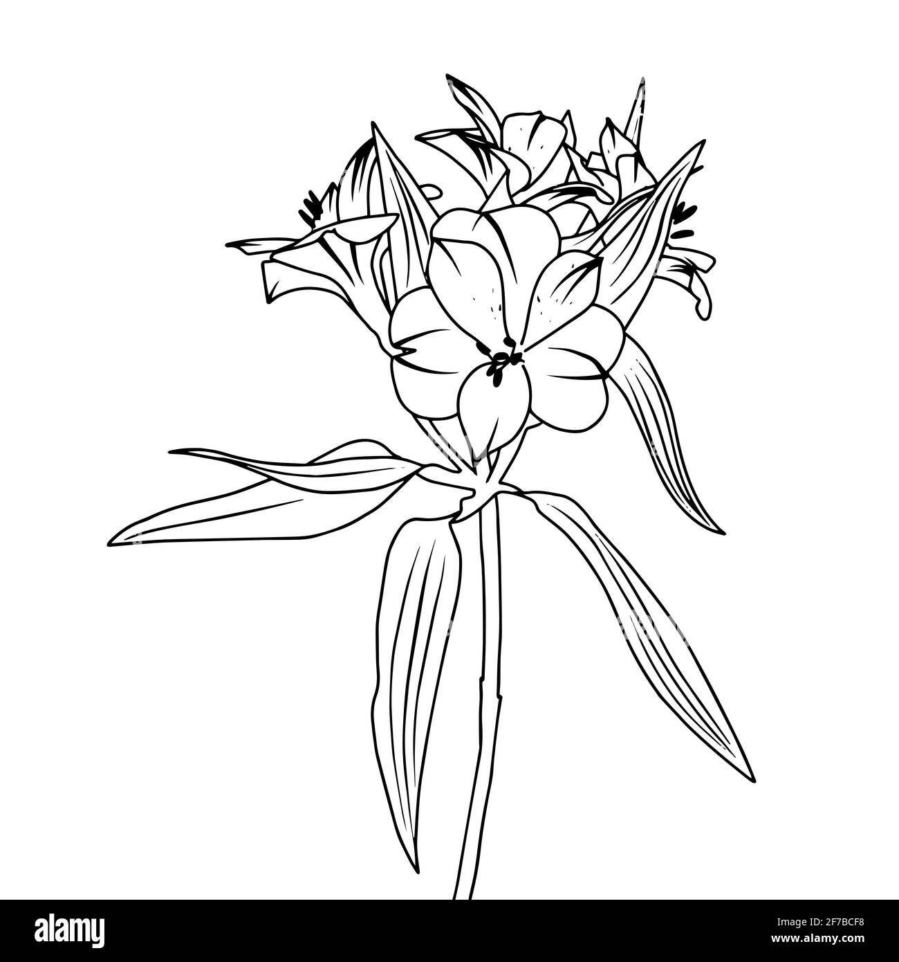 Illustration vectorielle d'un nénuphar. Style Doodle. Convient pour la conception, l'impression, la décoration, les textiles, le papier et les colorants. Illustration de Vecteur