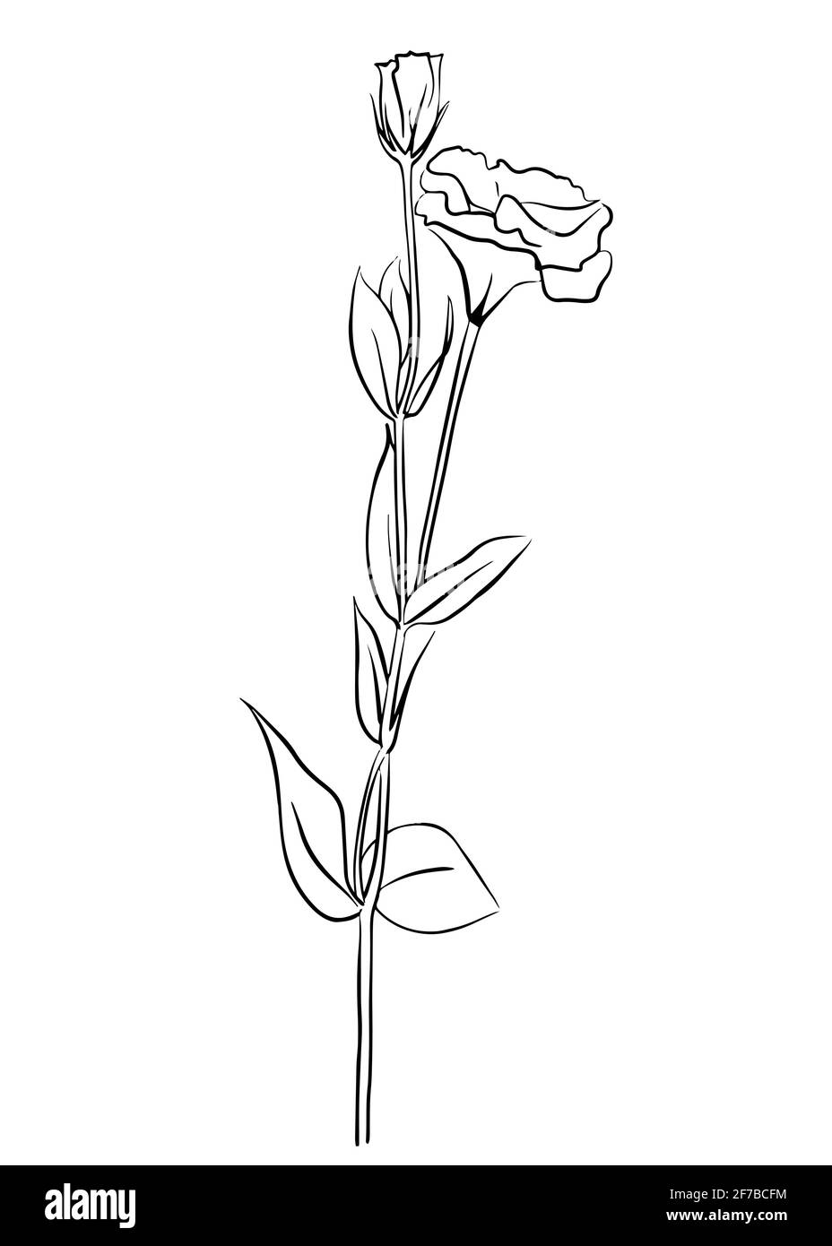 Illustration vectorielle d'une fleur de carnation. Style Doodle. Convient pour la conception, l'impression, la décoration, les textiles, le papier et les colorants. Illustration de Vecteur