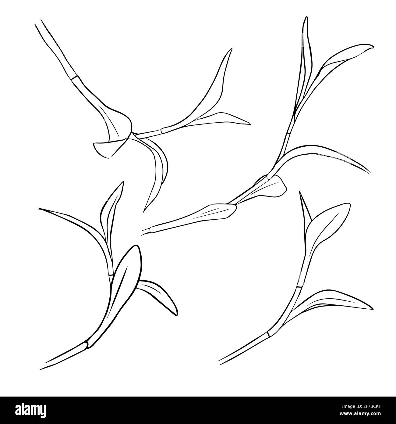 Branche isolée de tradescantia reo sur fond blanc. Ensemble de dessins de contour à la main. Style Doodle Illustration de Vecteur Branche isolée de tradescantia reo sur fond blanc. Ensemble de dessins de contour à la main. Style Doodle Illustration de Vecteur