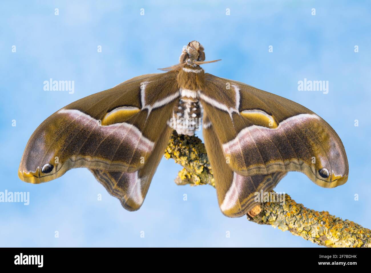 ERI Silkmoth, Samia Ricini, Open Wings Banque D'Images