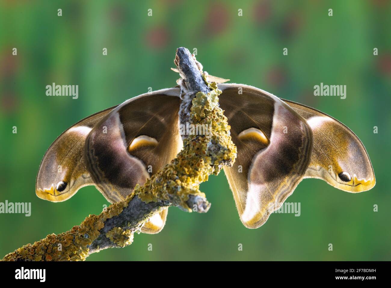 ERI Silkmoth, Samia Ricini, Open Wings Banque D'Images