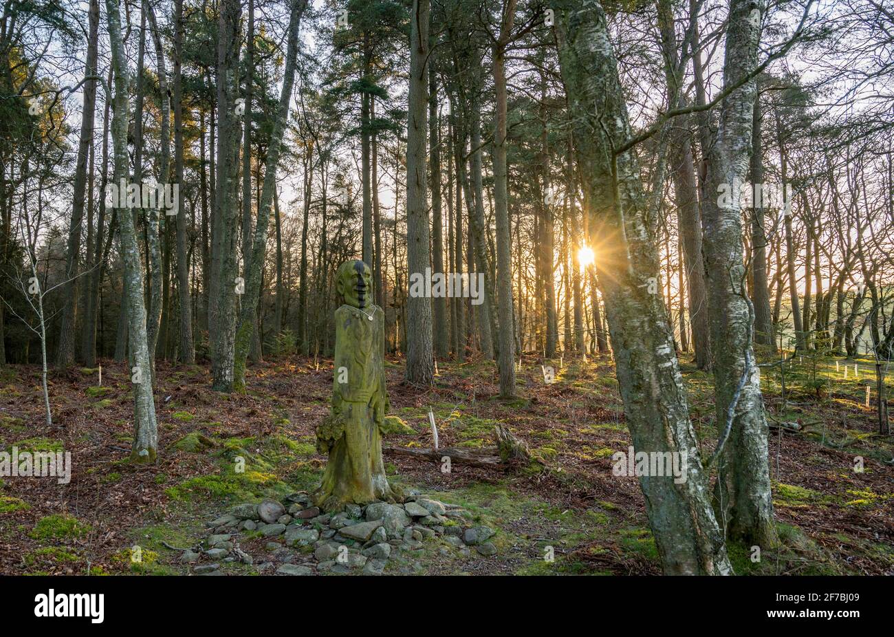 Wooplaw, frontières écossaises, Écosse Royaume-Uni. 6 avril 2021 Wooplaw Community Woodland Woods, Wooplaw, Scottish Borders, Écosse Royaume-Uni. Scotland, UK., weather, image montre une sculpture dans le bourr elme de Tim Stead par l'artiste russe Eduard Bersudsky Tim Stead, un sculpteur en bois et fabricant de meubles qui vivait à proximité dans le village de Blainslie qui voulait essayer de remplacer une partie de l'orme massif, Il avait utilisé des chênes et des cendres dans ses œuvres d'art. Wooplaw est une zone de forêts diverses aux frontières écossaises. Crédit : phil wilkinson/Alay Live News Banque D'Images