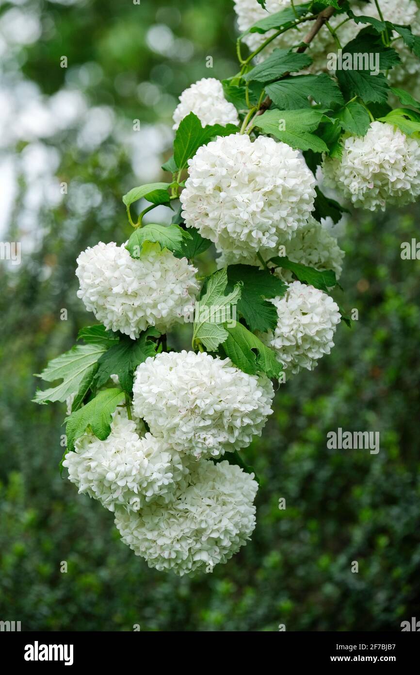 Viburnum opulus 'Roseum'. Guelder rouge, boule de neige rose, boule de neige, boule de neige rouge, rosier, Whitsuntide patron. Fleurs blanches, printemps Banque D'Images