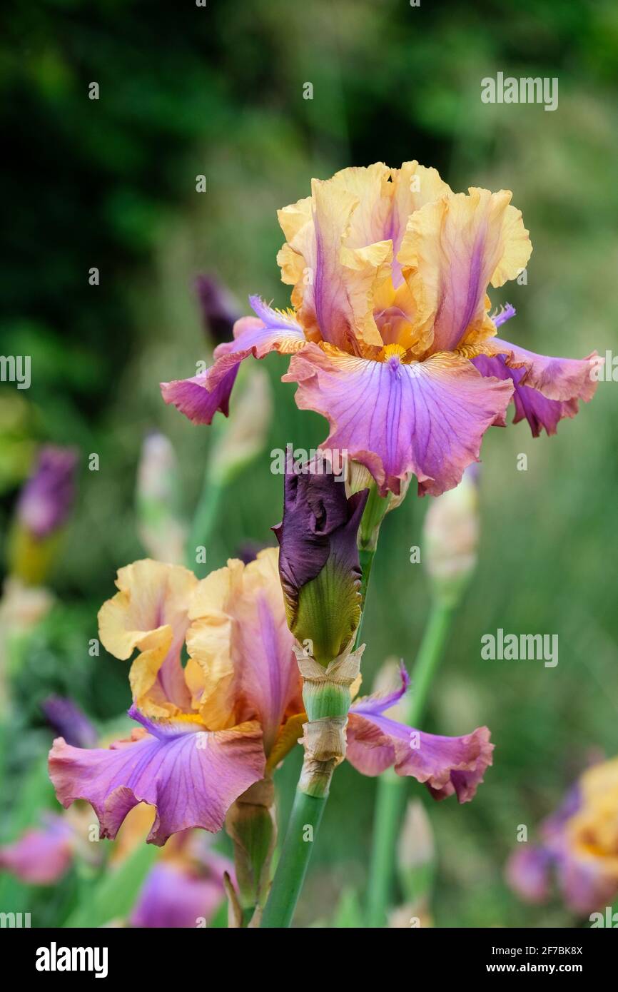 Iris germanica 'Carnaby'. Iris À Barbe Élevée « Carnaby » Banque D'Images