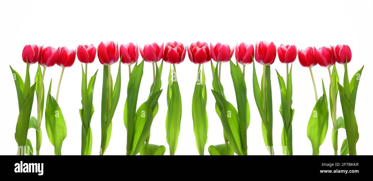 Magnifiques tulipes avec des tiges et des feuilles vertes Banque D'Images