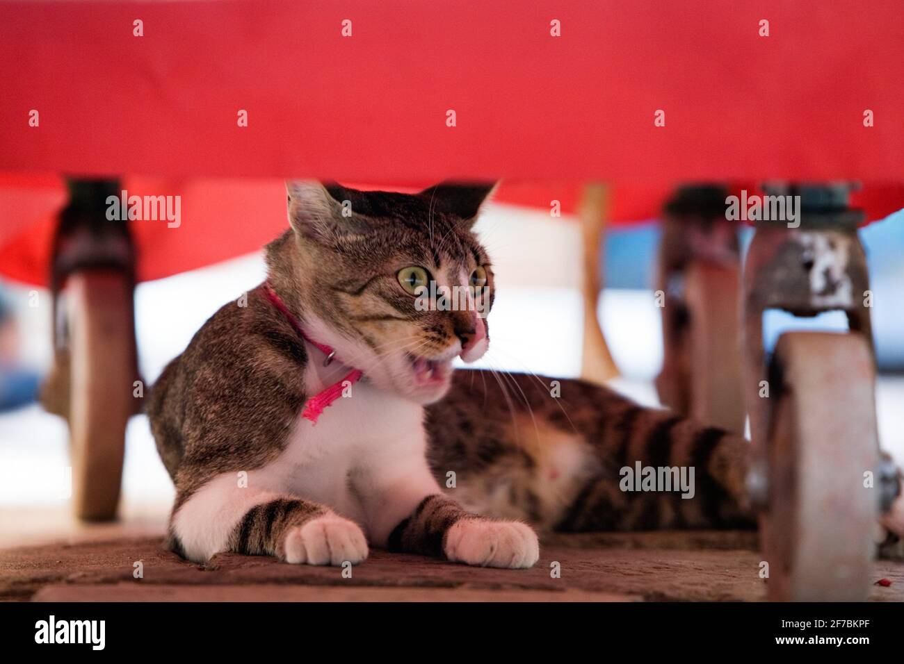 Chat domestique, chat domestique (Felis silvestris F. catus), chat allongé sous une table Banque D'Images