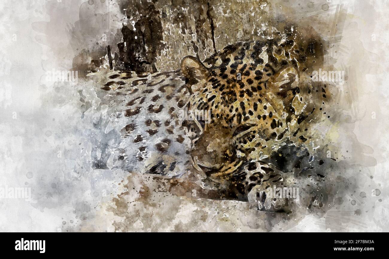 Aquarelle, sauvage, puissant léopard au repos, mammifère sauvage avec peau de tache Banque D'Images