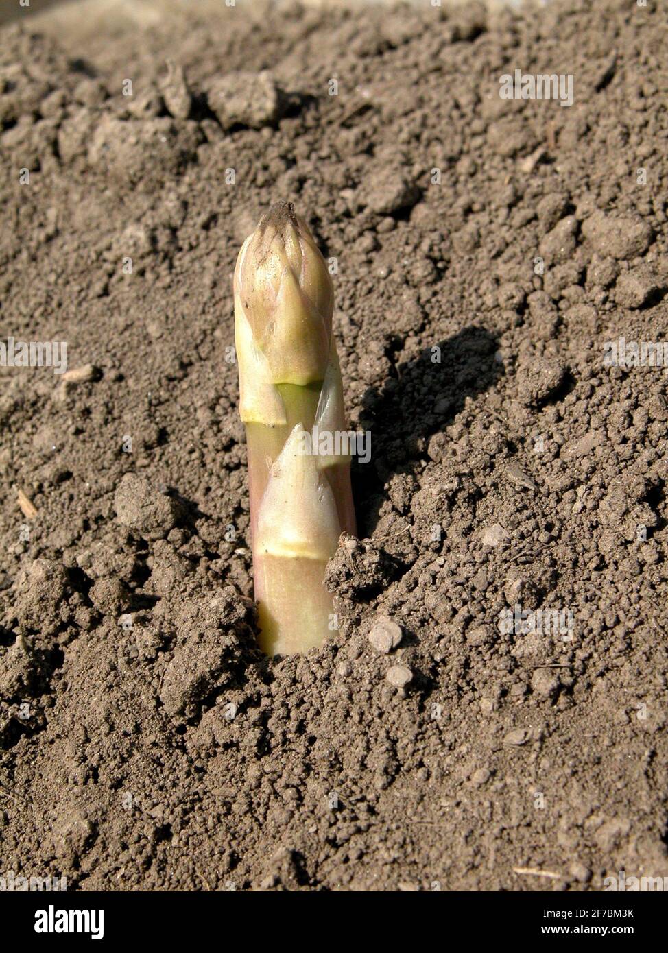 Asperges de jardin, Sparrow Gras, asperges sauvages (Asparagus officinalis), champ d'asperges, Autriche, Basse-Autriche Banque D'Images