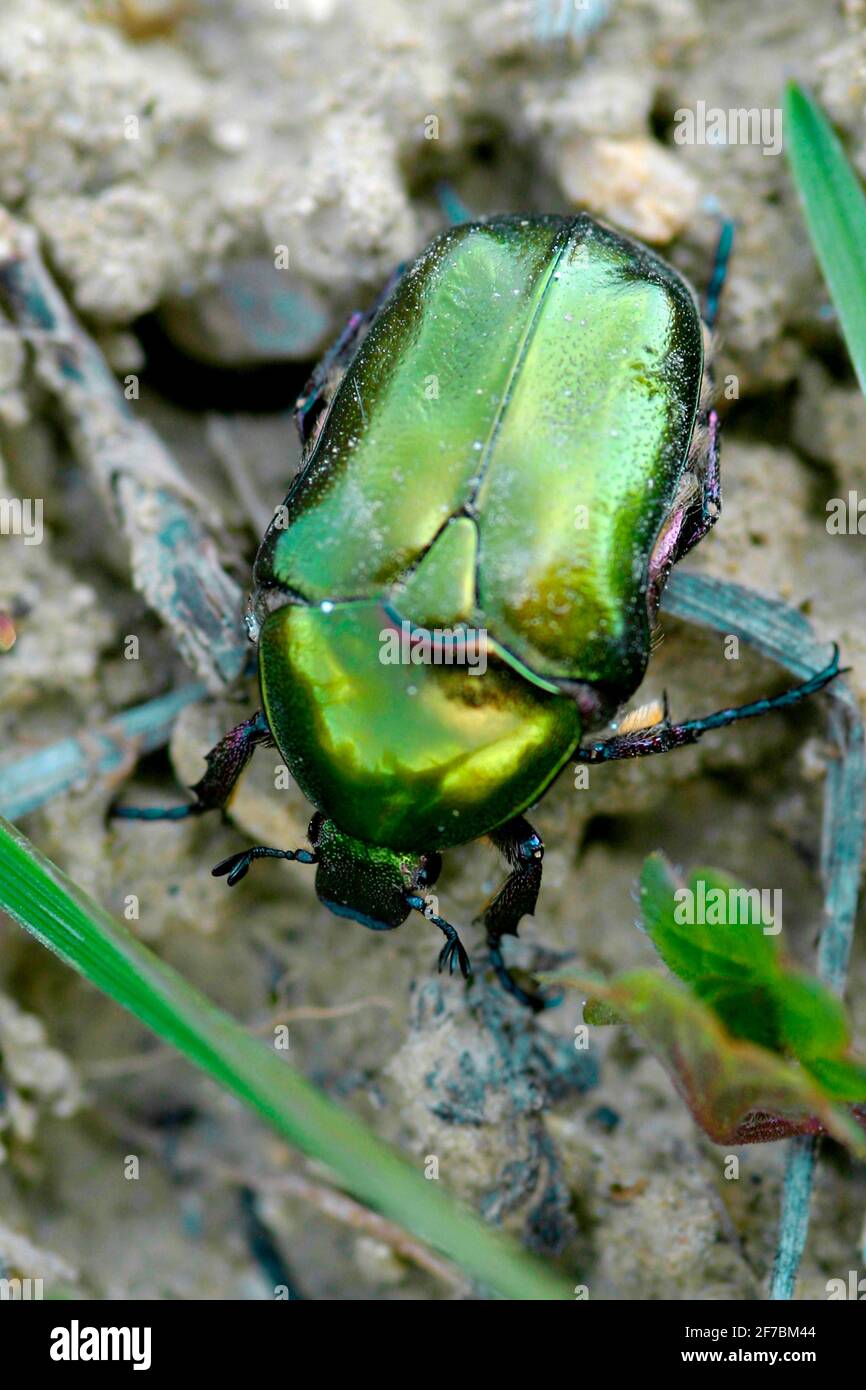 Roseraie (Cetonia aurata), au sol, Autriche Banque D'Images