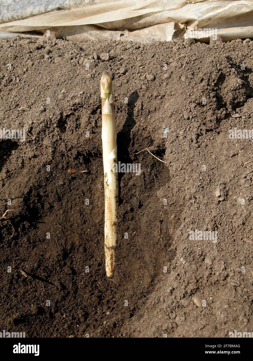 Asperges de jardin, Sparrow Gras, asperges sauvages (Asparagus officinalis), champ d'asperges, Autriche, Basse-Autriche Banque D'Images