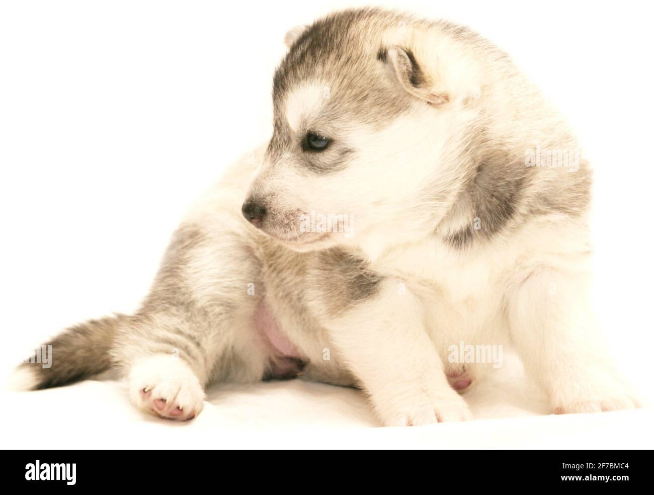 husky sibérien (Canis lupus F. familiaris), husky Puppy, Oestereich Banque D'Images