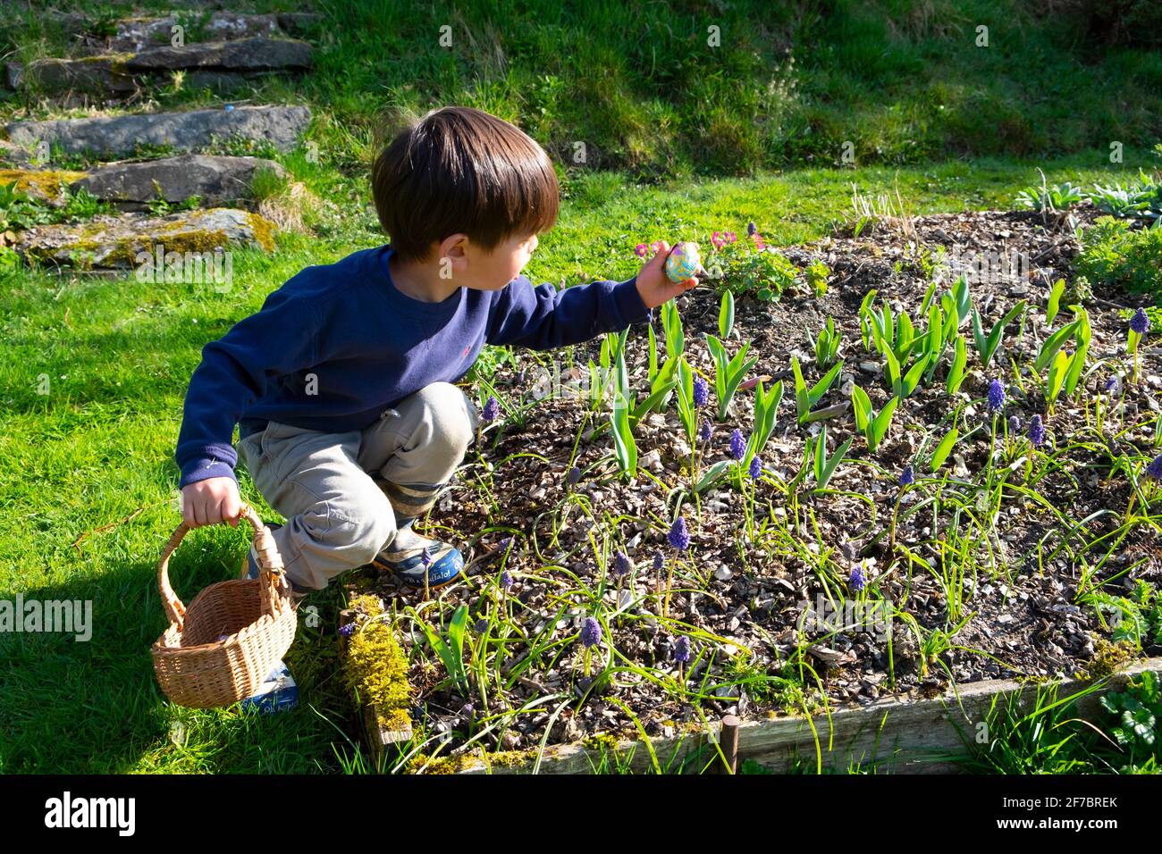 Garçon tenant le panier atteignant pour l'oeuf de chocolat dans le jardin de fleur À la maison pour la chasse aux œufs week-end de Pâques pendant la pandémie de covid19 PAYS DE GALLES ROYAUME-UNI KATHY DEWITT Banque D'Images
