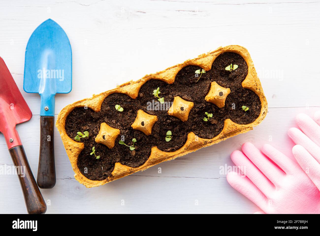 Petits plats poussant dans la boîte jaune d'oeufs de poulet en carton dans le sol noir. Brisez la tasse en papier biodégradable et plantez dans le sol à l'extérieur. Aucune réutilisation des déchets Banque D'Images