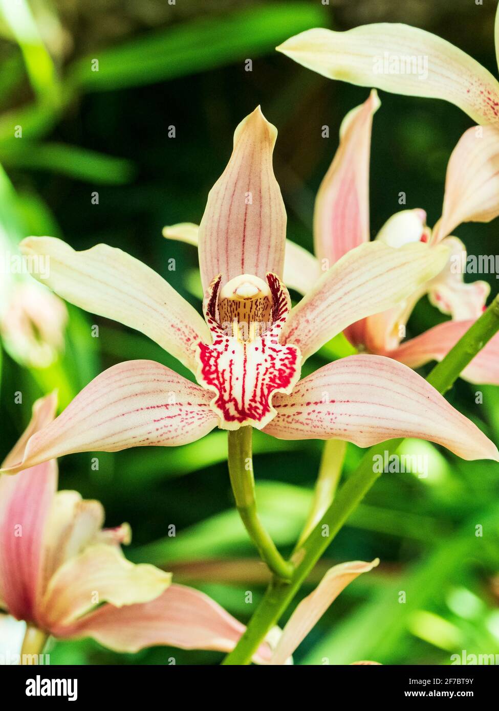 Gros plan d'une orchidée exotique dans la serre Photo Stock - Alamy