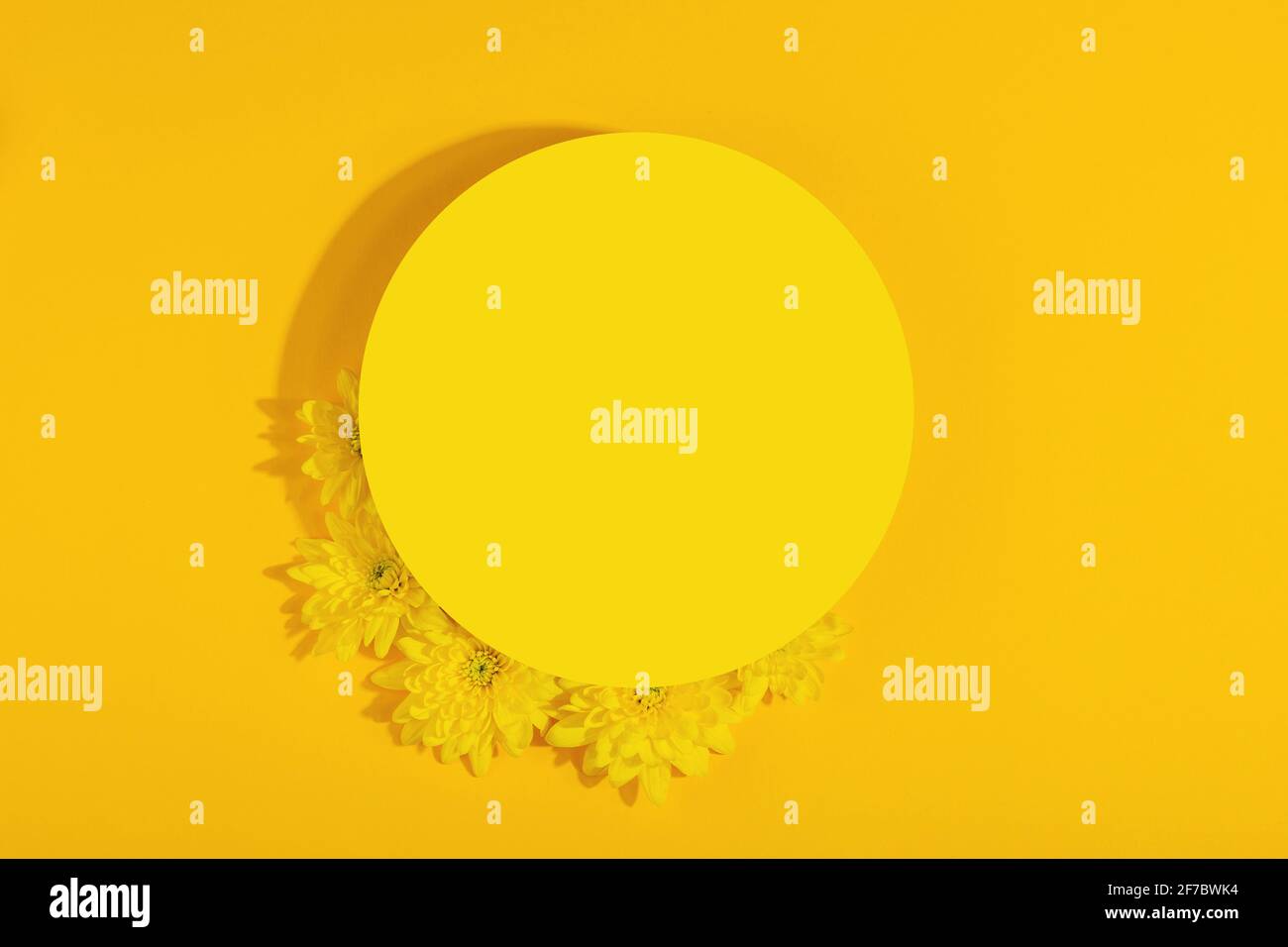 Cadre rond jaune avec fleurs de chrysanthème sur fond jaune vif. Disposition de la vue de dessus avec espace de copie Banque D'Images