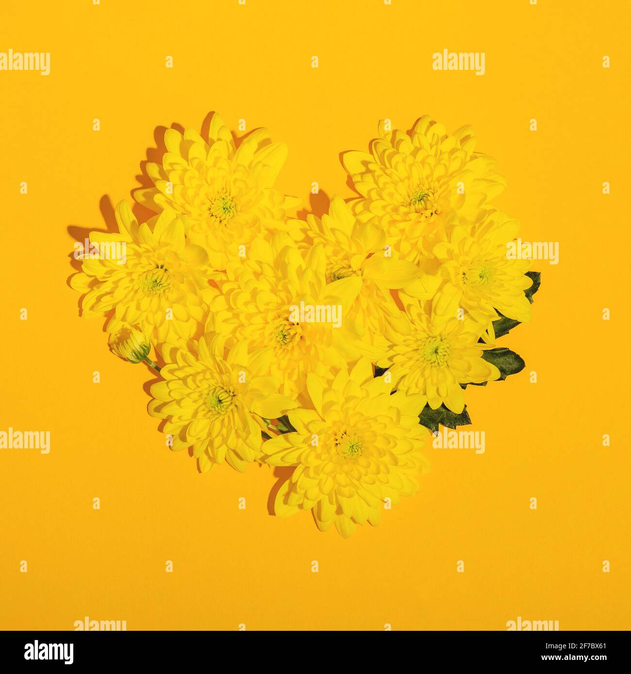Forme de coeur à partir de chrysanthèmes jaunes sur fond jaune. Plan de pose à plat pour la Saint-Valentin. Banque D'Images