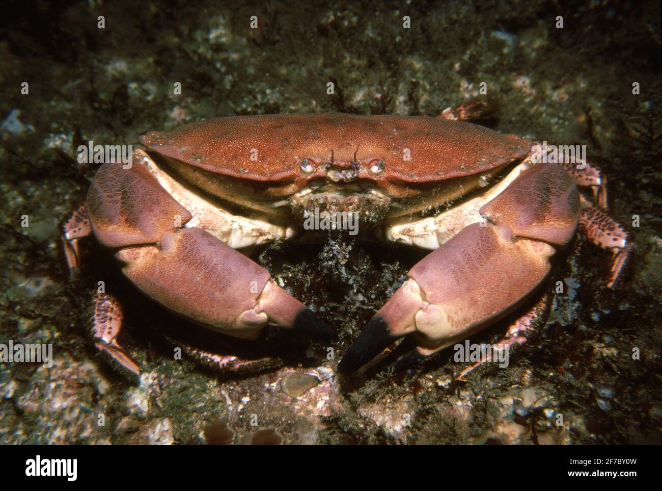 Crabe comestible (cancer pagurus) sur un fond rocheux, Royaume-Uni. Banque D'Images