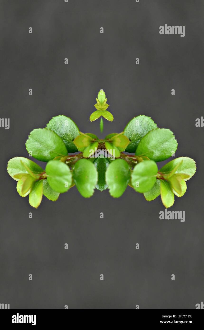 Sedum makinoi, une plante succulente à faible croissance avec des feuilles vertes charnues minces sur la composition abstraite. Banque D'Images