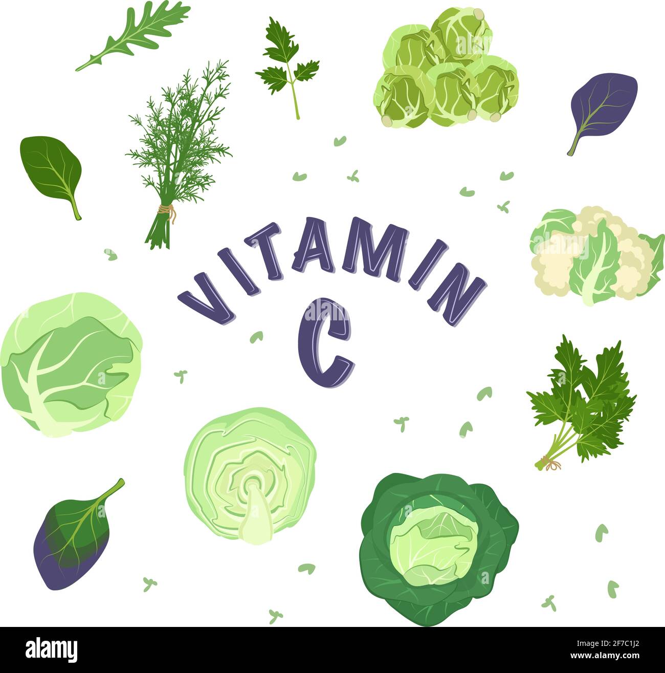 Un ensemble de différents types de chou et d'herbes pour le régime. Source de vitamine C Illustration de Vecteur