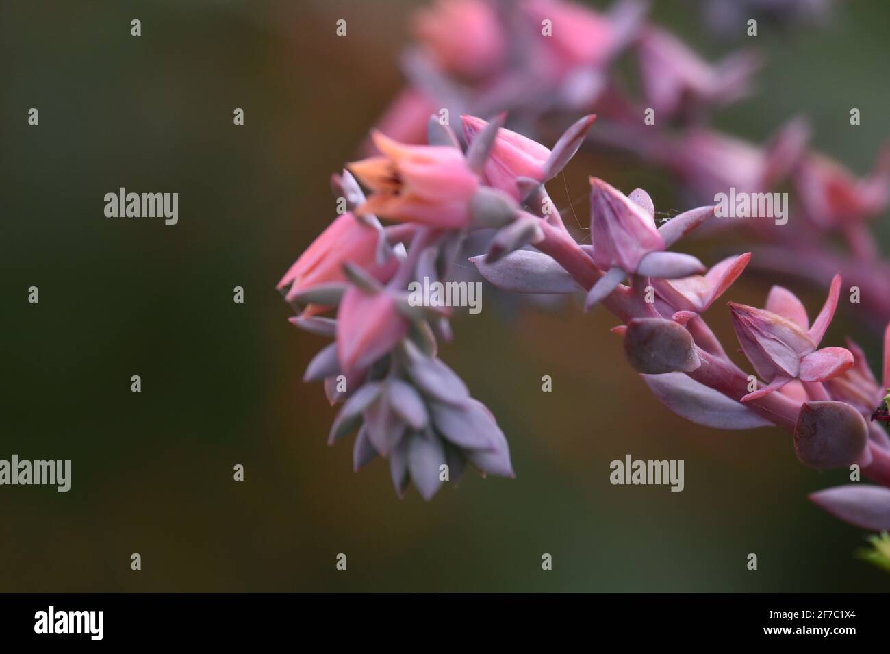 Echeveria runyonii plante succulente native avec des inflorescences de rose qui se propagent sur la composition abstraite. Banque D'Images