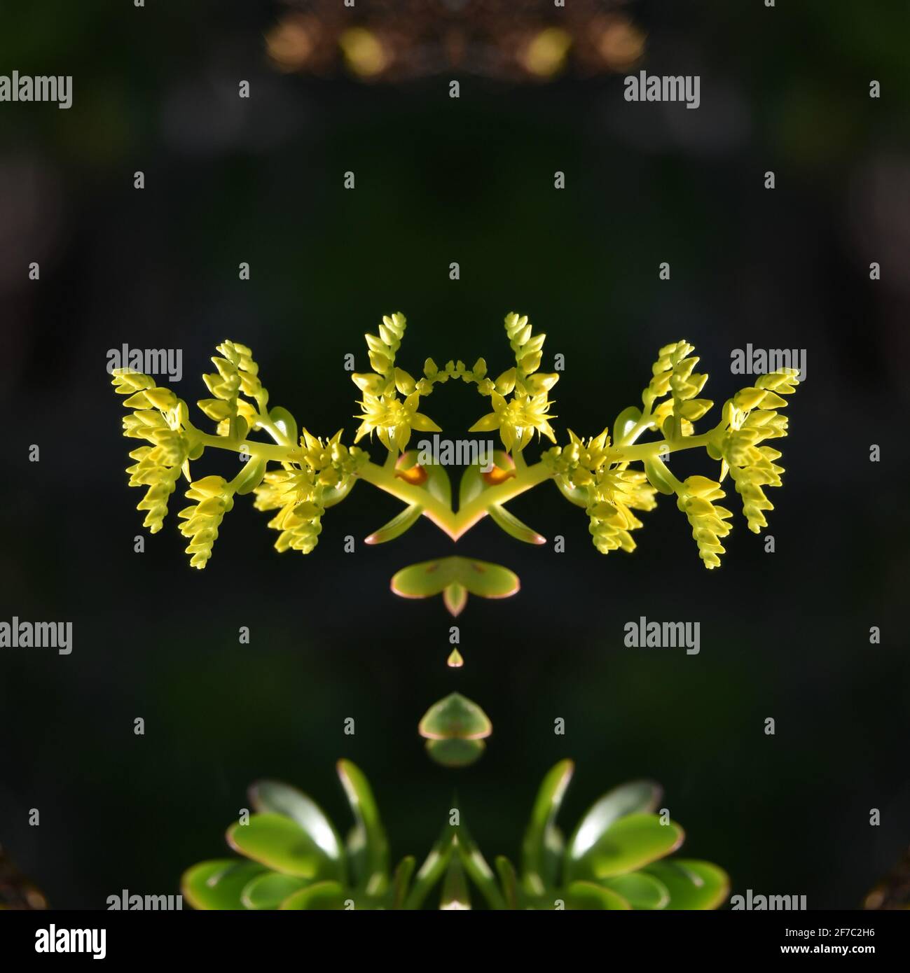 Sedum spatulifolium (Stonecrop jaune) plante succulente native avec des fleurs jaune vif sur fond vert naturel. Banque D'Images