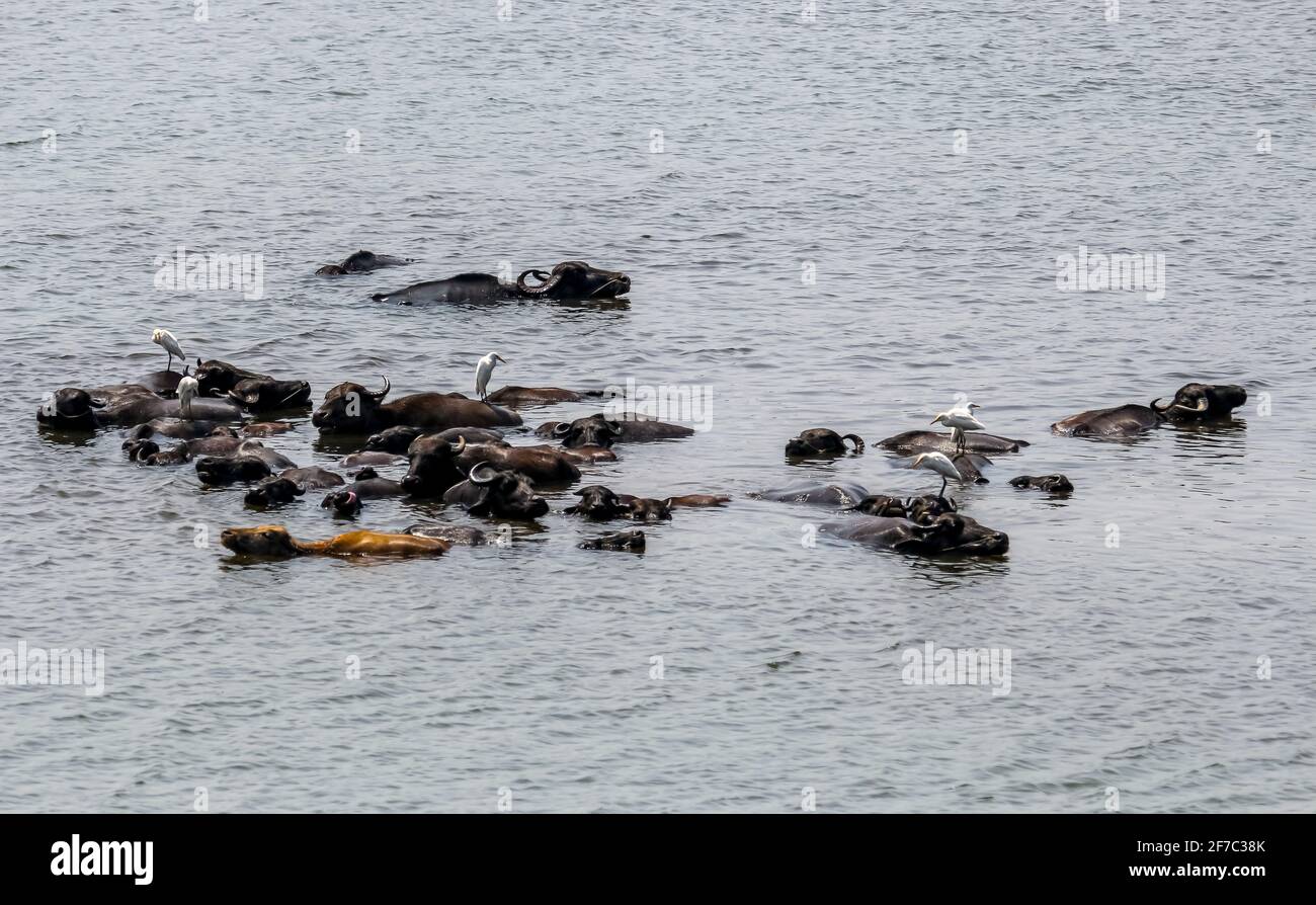 billets de buffalo Banque D'Images