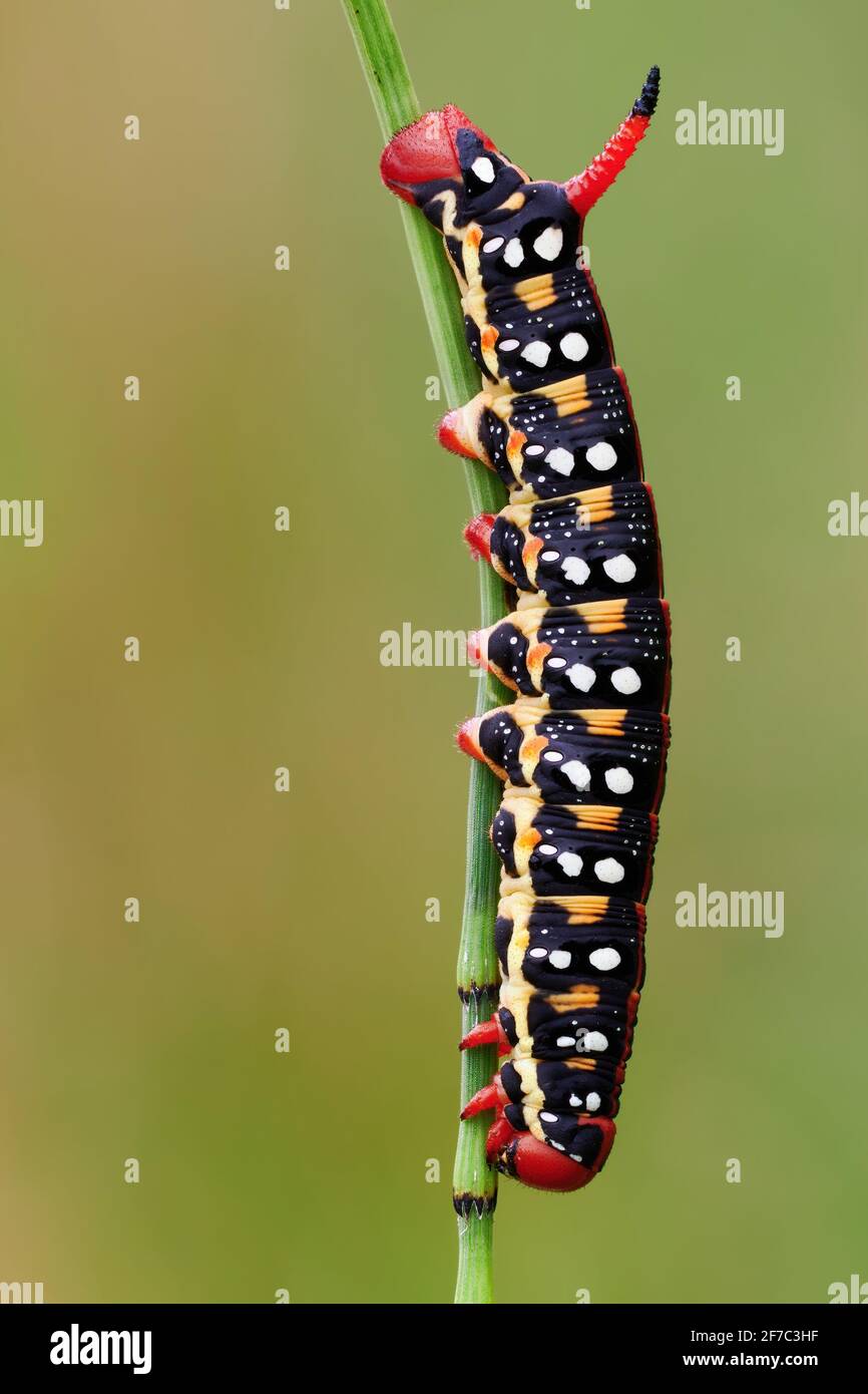 Grosse chenille avec corne Banque de photographies et d’images à haute — free download