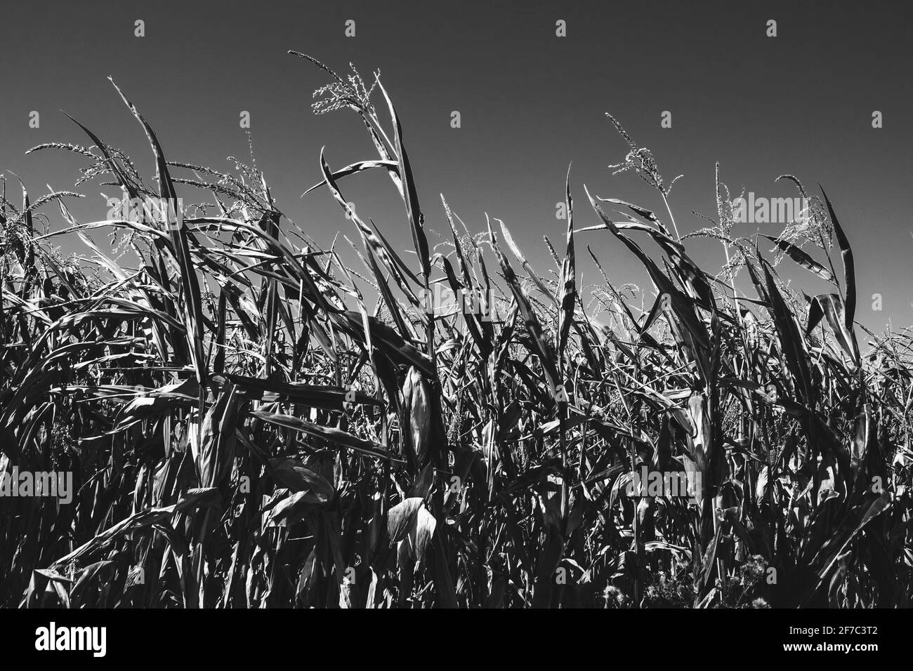 Champ de maïs sec mûr en journée venteuse en Ile-de-France, France. Les concepts d'anxiété, de peur, d'horreur, de danger. Triste nature rétro fond. Photo noir et blanc. Banque D'Images