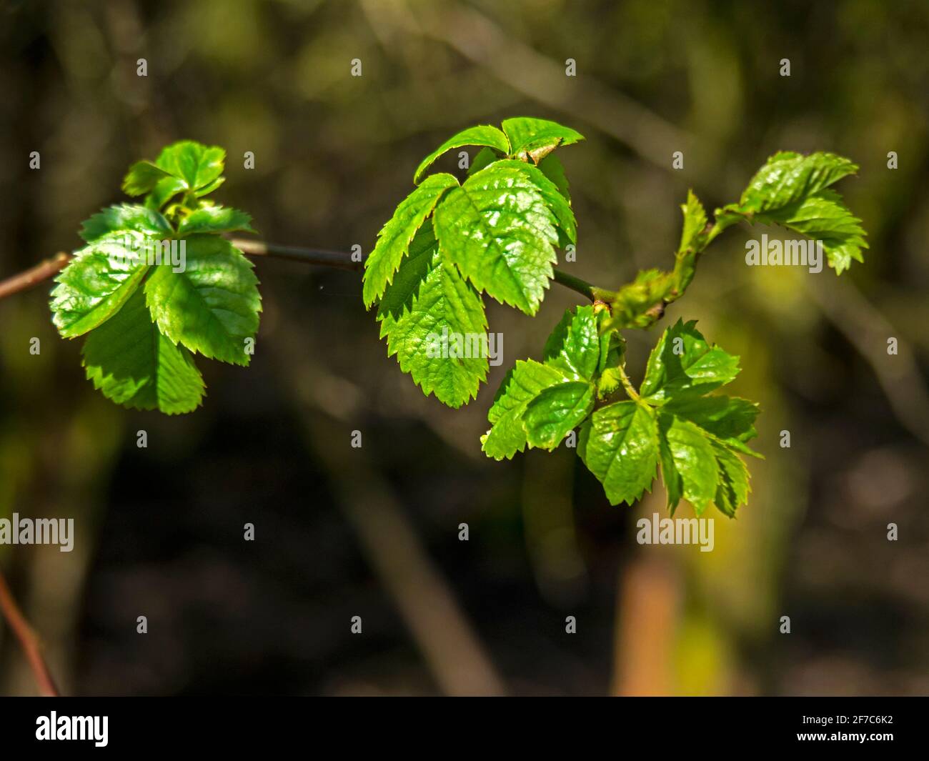 Feuilles d'orme vert frais au soleil de printemps Banque D'Images