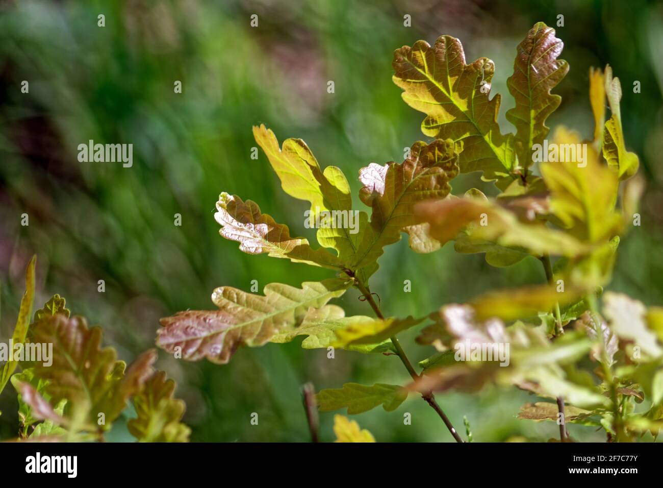 feuilles de chêne par jour sur une branche, au printemps Banque D'Images