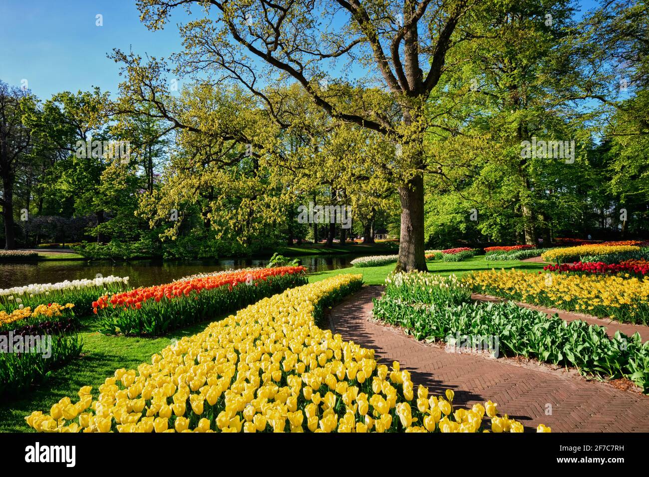 Parterres de tulipes en fleurs au jardin de fleurs Keukenhof, Netherlan Banque D'Images