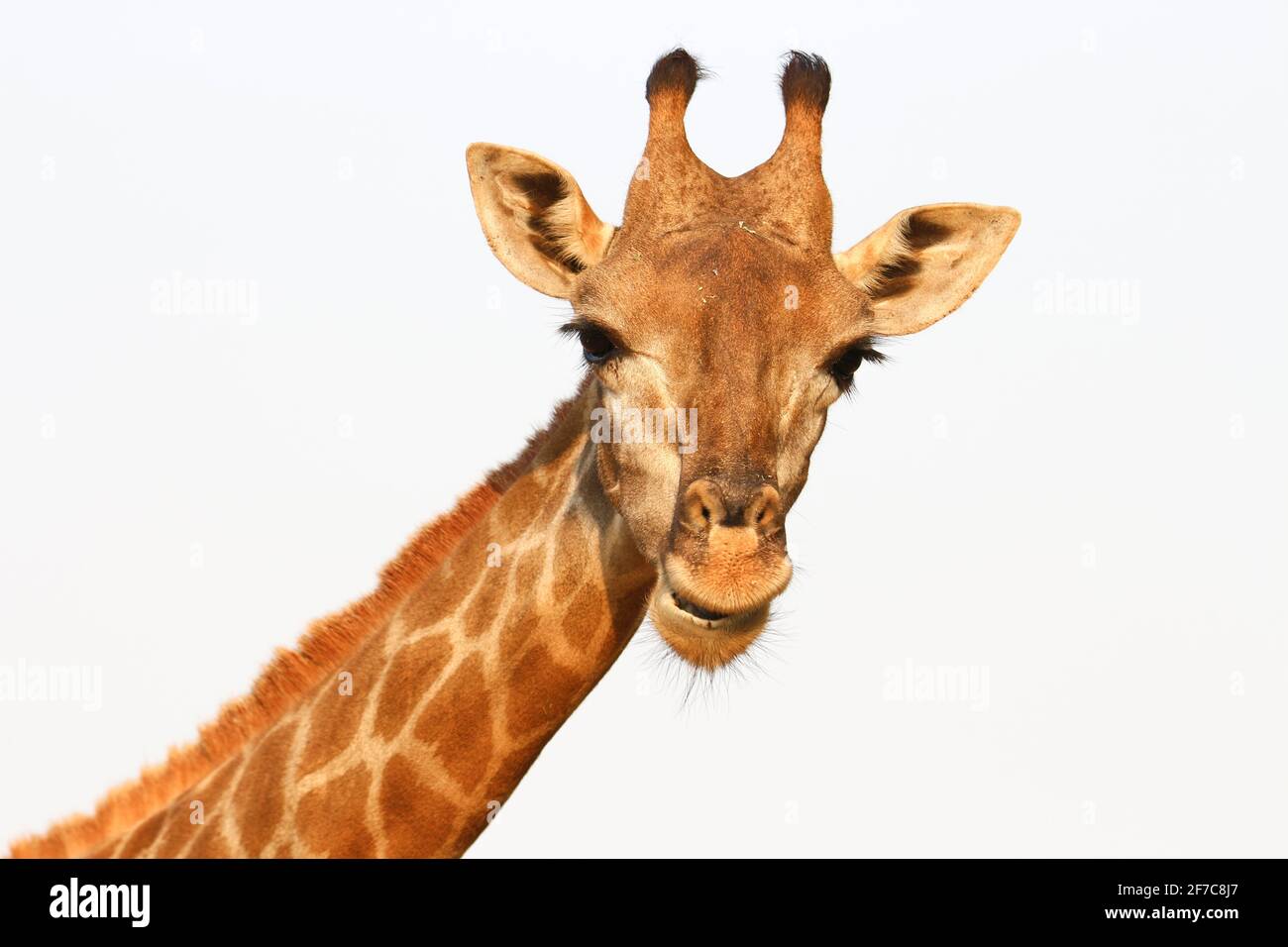 Tête girafe dessin noir blanc Banque de photographies et d’images à