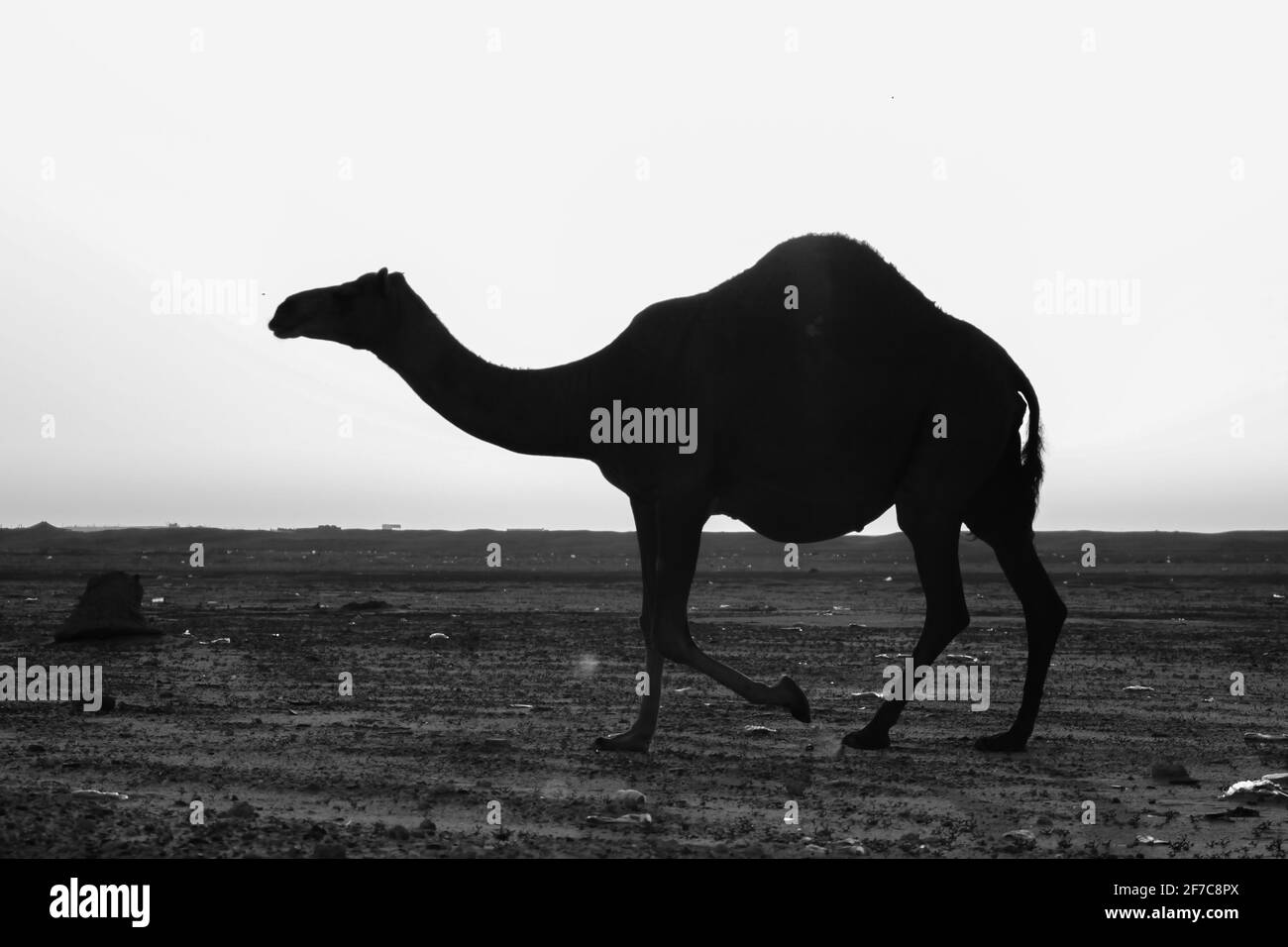 Tête de chameau Banque d'images noir et blanc - Page 2 - Alamy