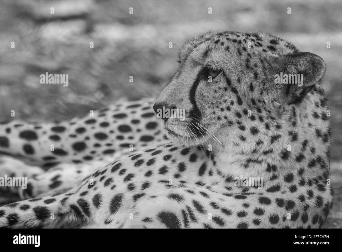 cheetah gros plan Banque D'Images