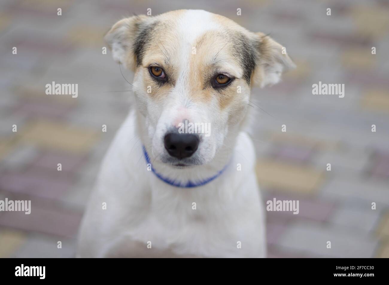 Portrait de rue d'un chien blanc triste de race croisée portant un collier bleu Banque D'Images